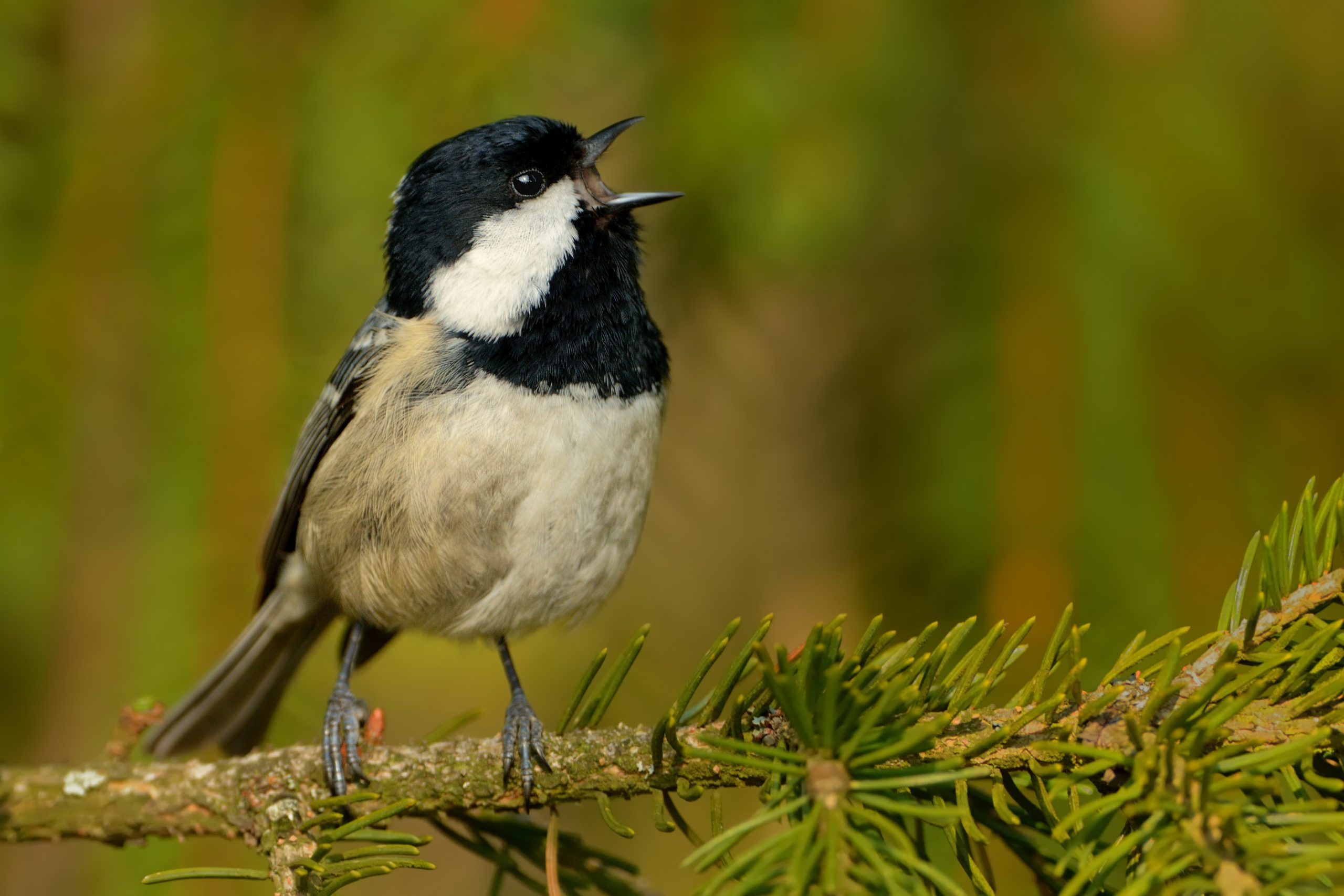 Trends Of Common Birds In Europe, 2019 Update | PECBMS - PECBMS